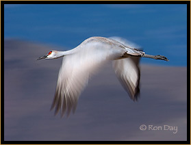 Sandhill Crane at Bosque del Apache